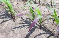 Agriculture et Consultance des Experts Agricoles en RDCongo mediacongo